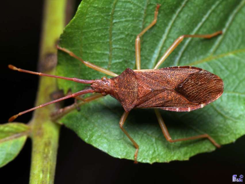 Gonocerus acuteangulatus - aranypetés karimáspoloska