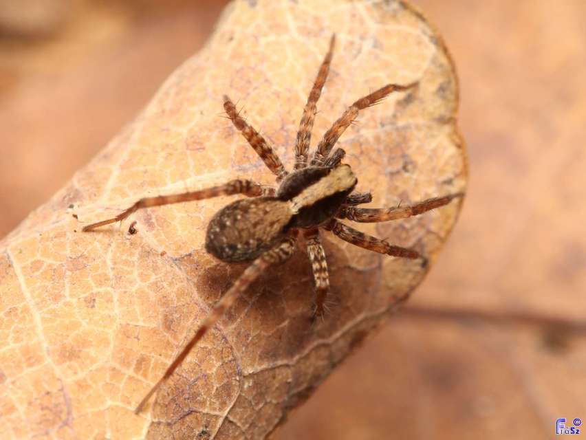 Pardosa alacris/lugubris