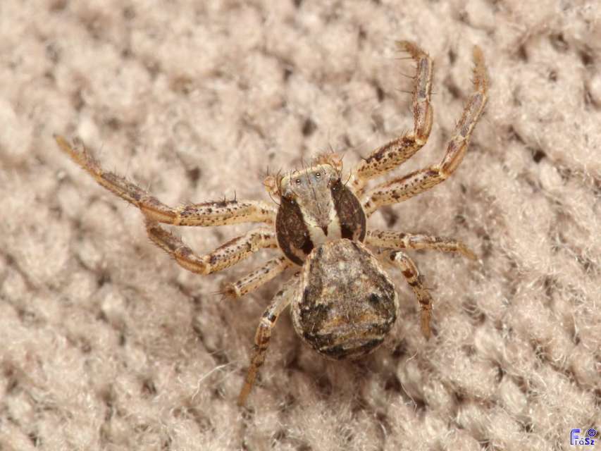 Xysticus kochi/cristatus