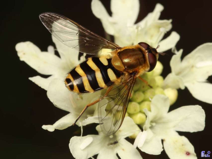 Syrphus