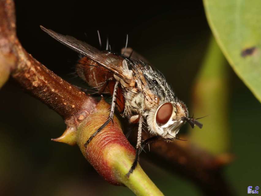 Linnaemya vulpina