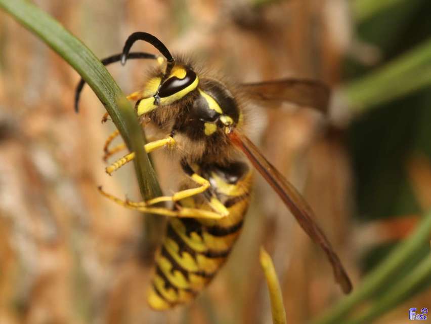 Vespula germanica - német darázs