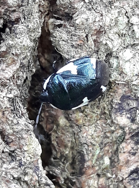 Tritomegas sexmaculatus - hatfoltos földipoloska