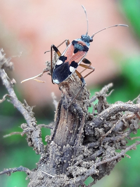 Beosus quadripunctatus - pettyes homokibodobács