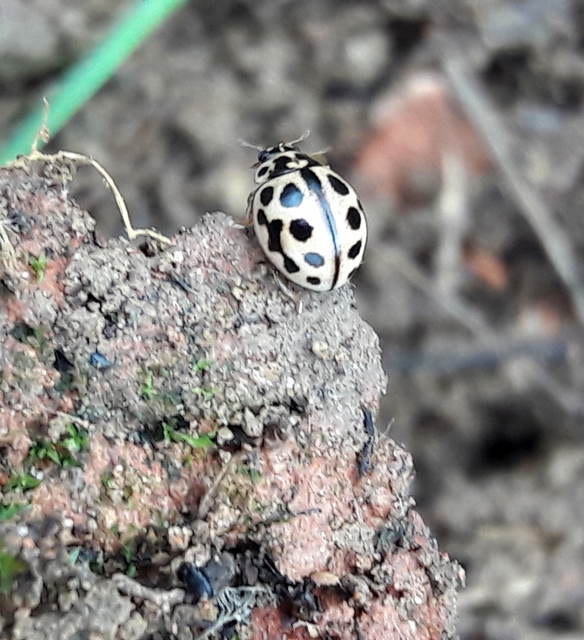 Tytthaspis sedecimpunctata - tizenhatpettyes katica