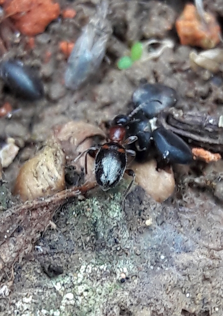 Anthelephila pedestris - hangyaszerű fürgebogár