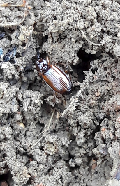 Trechus quadristriatus - közönséges fürgefutonc