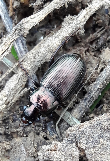 Harpalus distinguendus - mezei lomhafutó