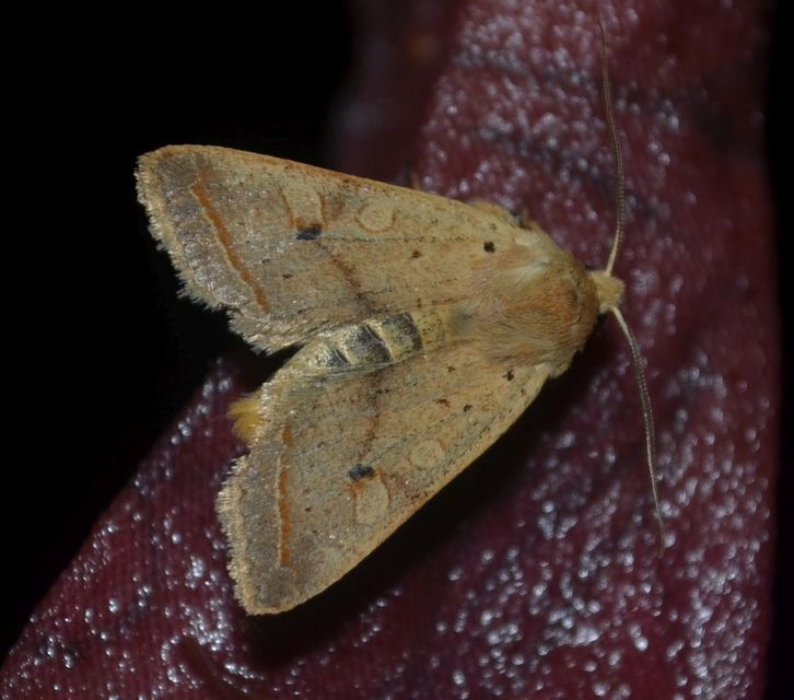 Leptologia macilenta - gyertyán-őszibagoly