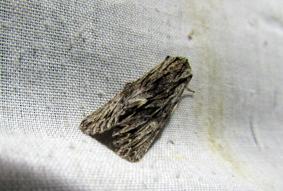 Asteroscopus sphinx - csillagnéző bundásbagoly