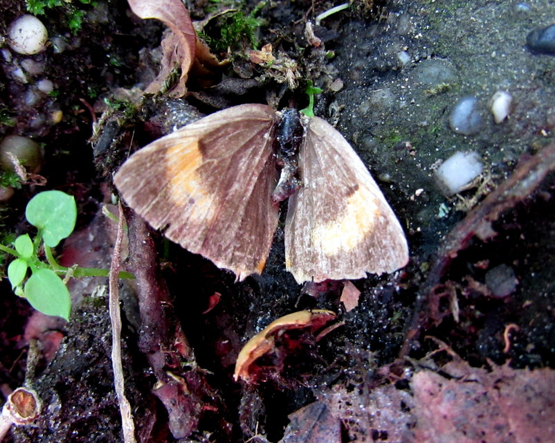 Thecla betulae - nyírfalepke