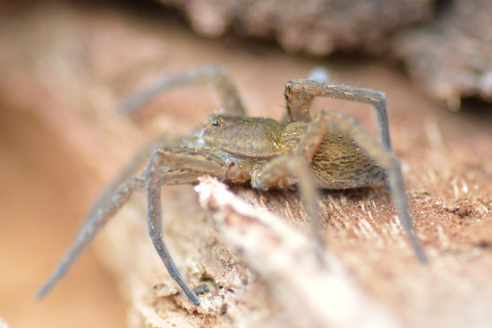 Dolomedes plantarius/fimbriatus