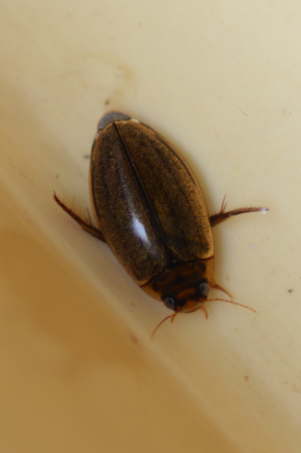 Rhantus suturalis - gyakori particsíkbogár