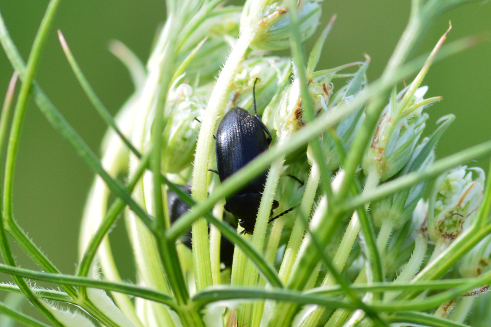 Podonta nigrita - szerecsenbogár