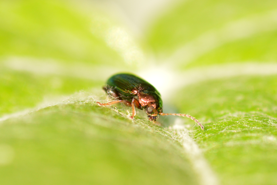 Crepidodera