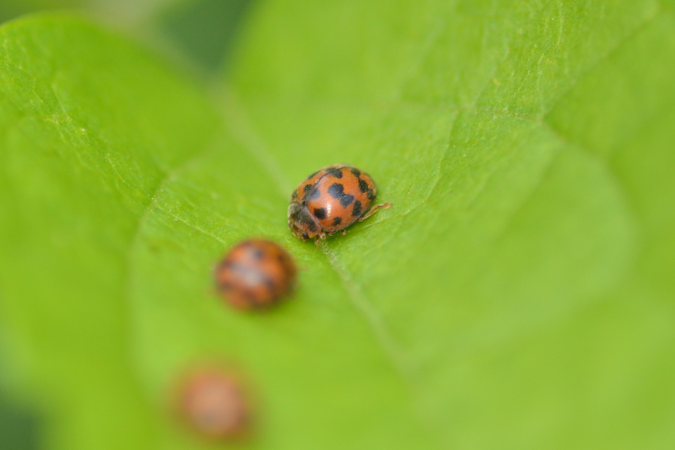 Subcoccinella vigintiquatuorpunctata - lucernaböde