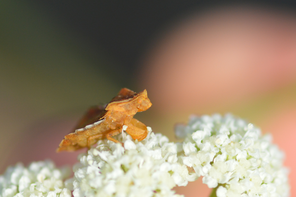 Phymata crassipes - fogólábú poloska
