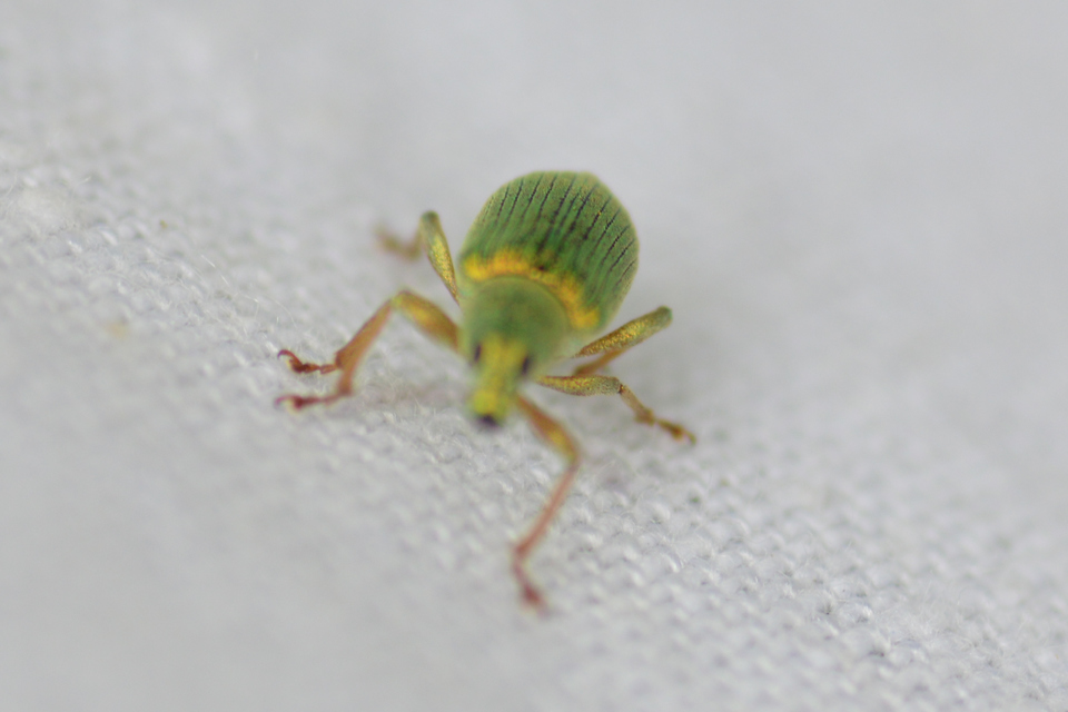Polydrusus formosus - selymes lombormányos