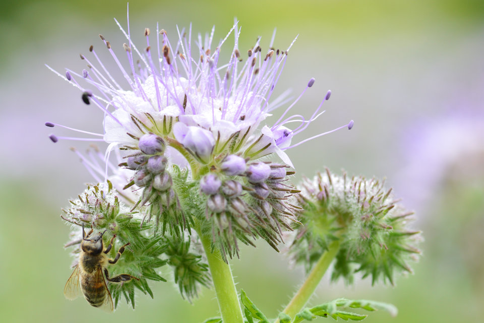 Apis mellifera - háziméh