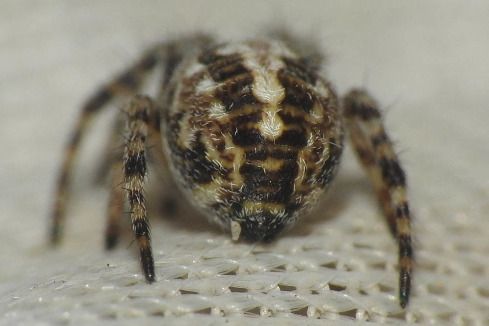 Aculepeira