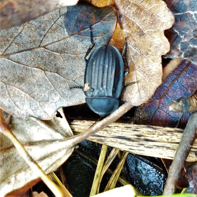 Silpha carinata - karimás dögbogár