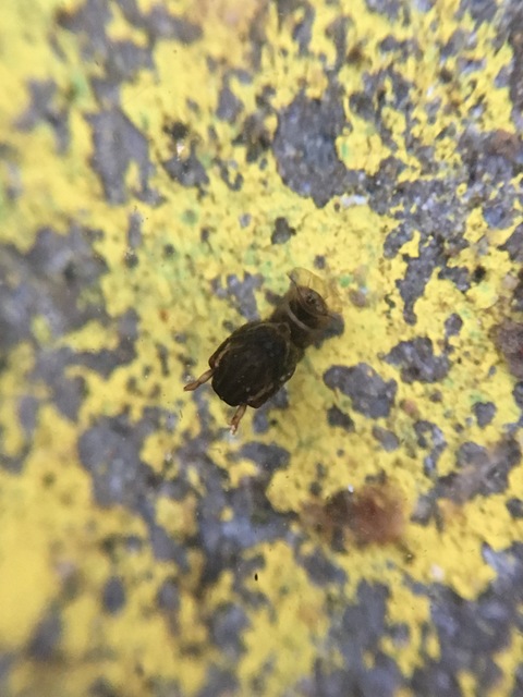 Culicidae - csípőszúnyogok