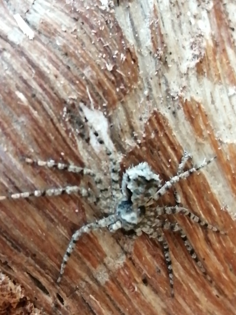 Philodromus poecilus - cifra karolópók