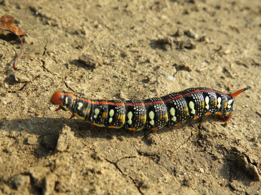 Hyles euphorbiae - kutyatejszender