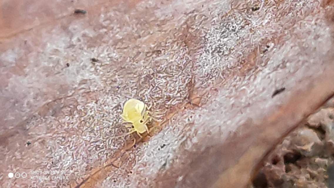 Psocoptera - Fürgetetvek