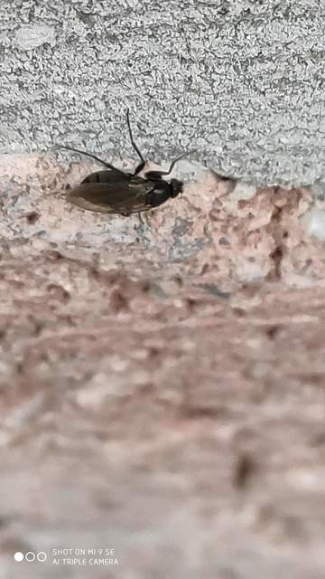 Phoridae - púposlégyfélék