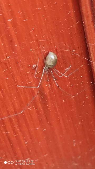 Pholcus phalangioides - nagy álkaszáspók