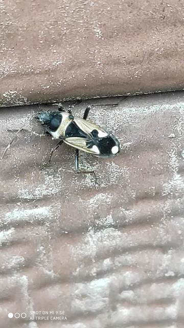 Raglius confusus