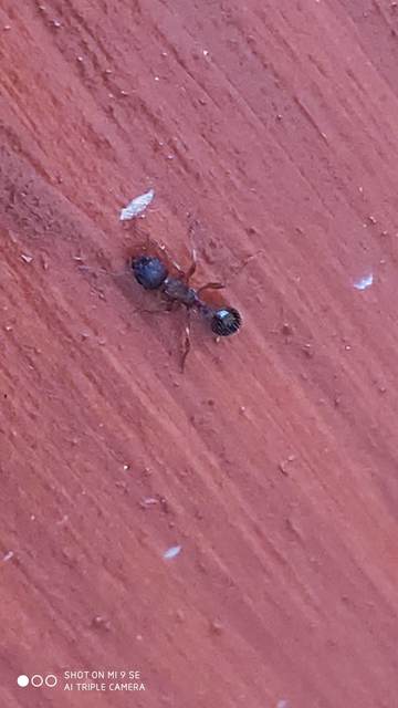 Myrmica