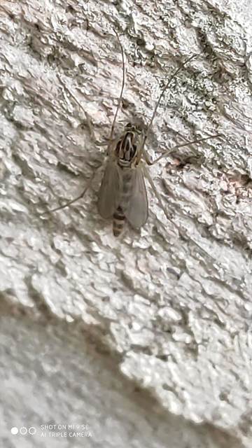 Chironomidae - árvaszúnyogok
