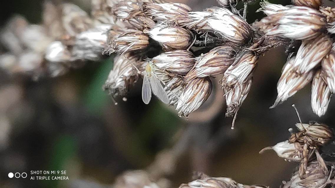 Chironomidae - árvaszúnyogok