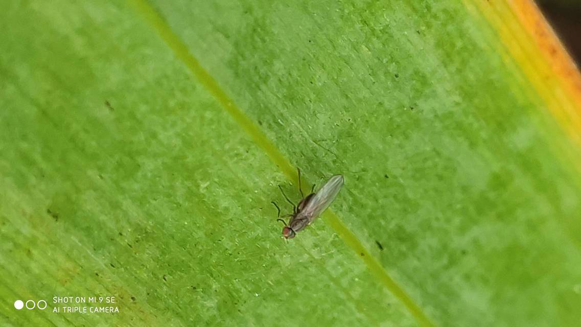 Scaptomyza pallida