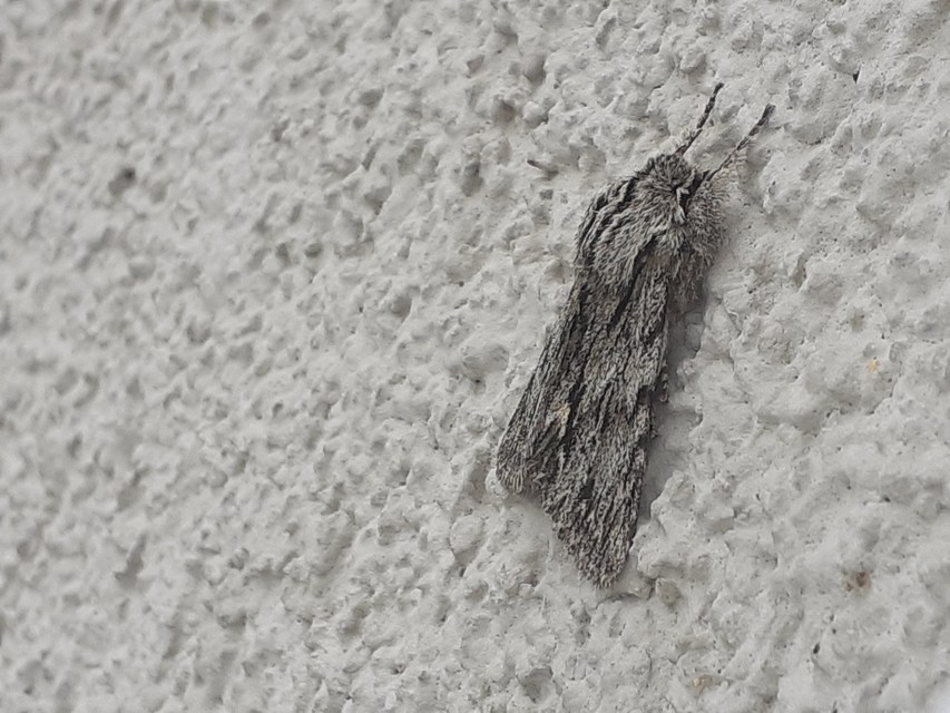 Asteroscopus sphinx - csillagnéző bundásbagoly
