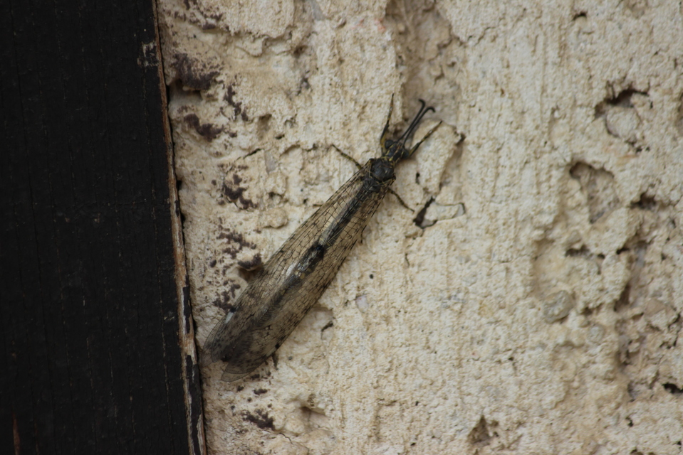 Distoleon tetragrammicus - négyfoltos hangyaleső