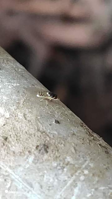 Chloropidae - gabonalegyek