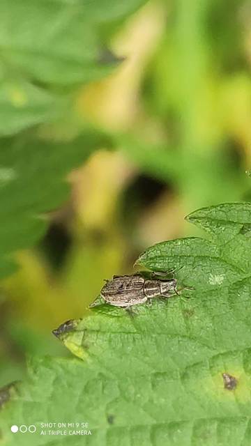 Sitona humeralis - lucerna-csipkézőbogár