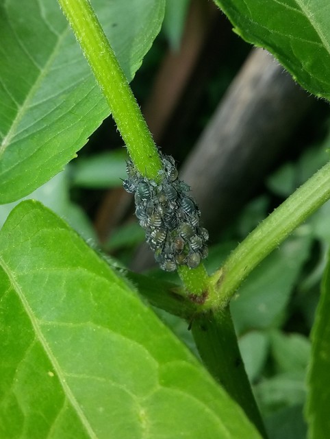 Aphis sambuci