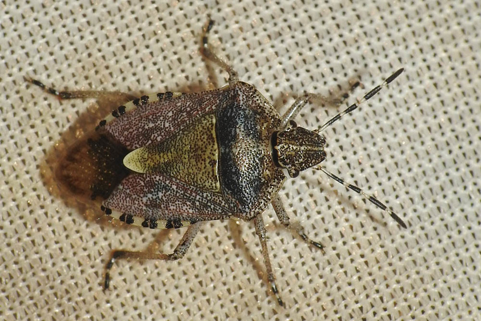 Dolycoris baccarum - közönséges bogyómászó-poloska Dolycoris baccarum - közönséges bogyómászó-poloska