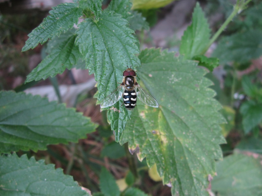 Scaeva pyrastri - gyakori nagyhomlokúlégy