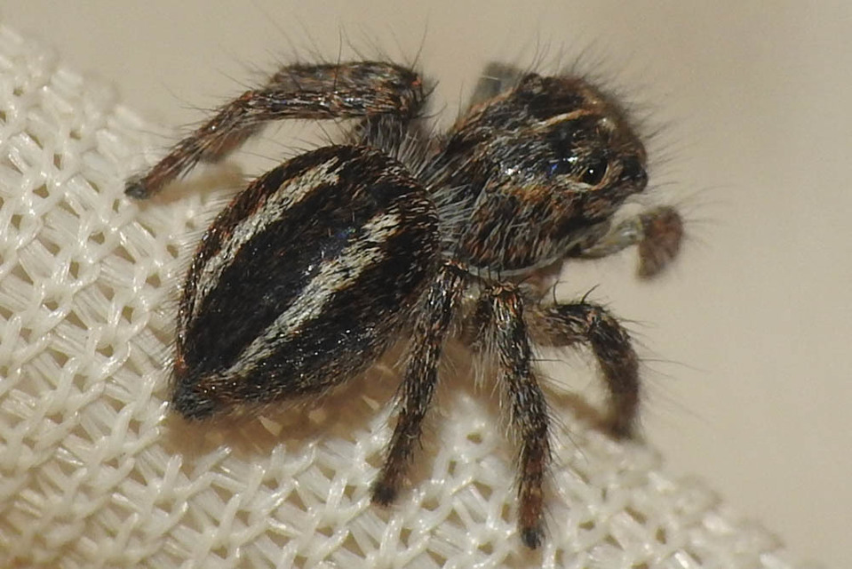 Philaeus chrysops - piros ugrópók