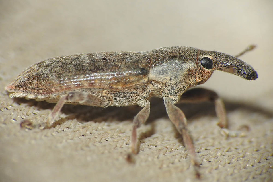 Lixus subtilis - disznóparéj-dudvabarkó