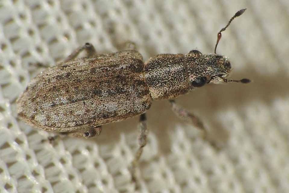Sitona callosus - szempillás csipkézőbogár