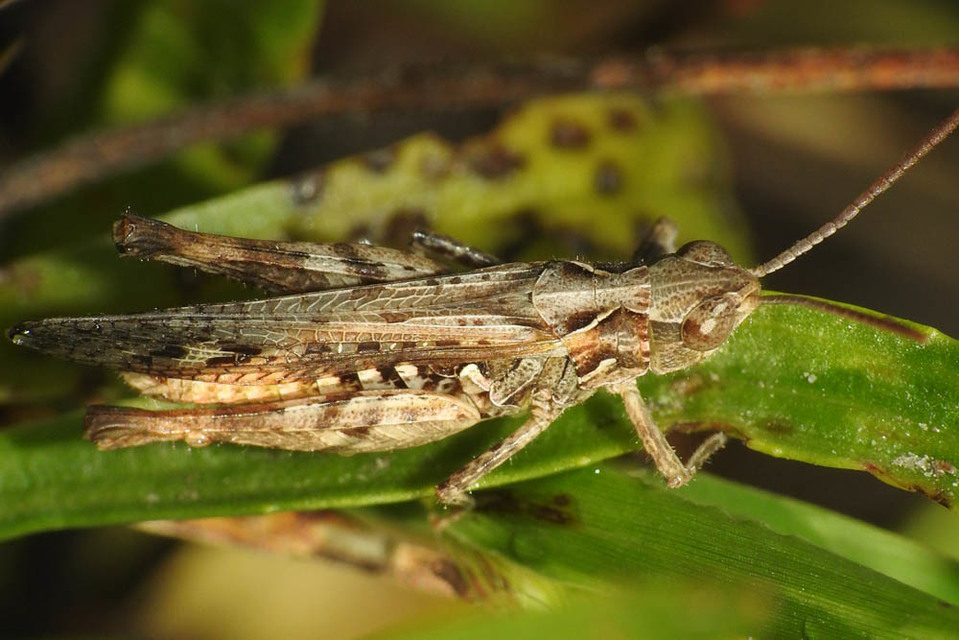 Chorthippus mollis - halk tarlósáska