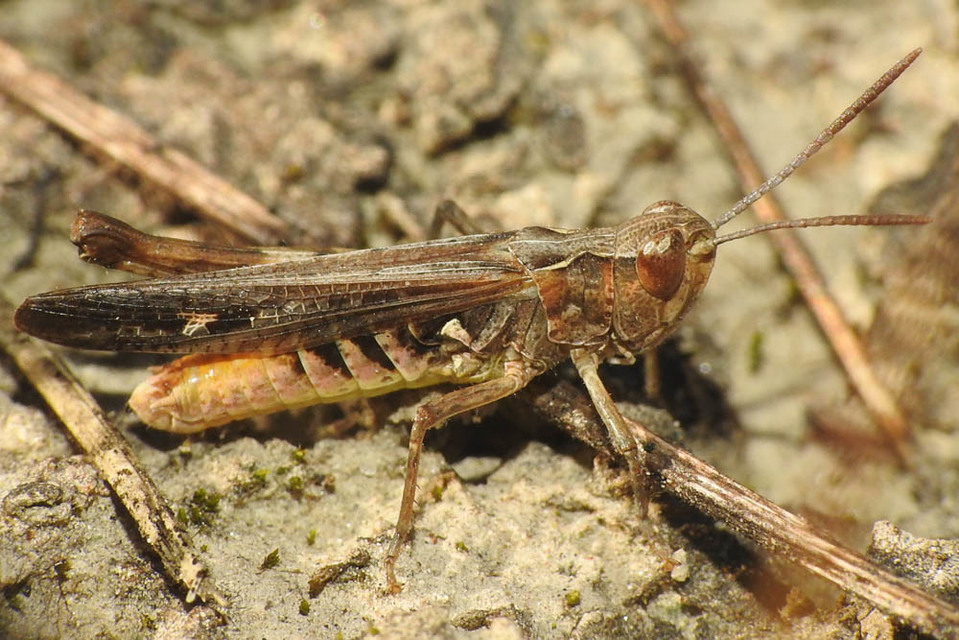 Myrmeleotettix antennatus - homoki bunkóscsápúsáska