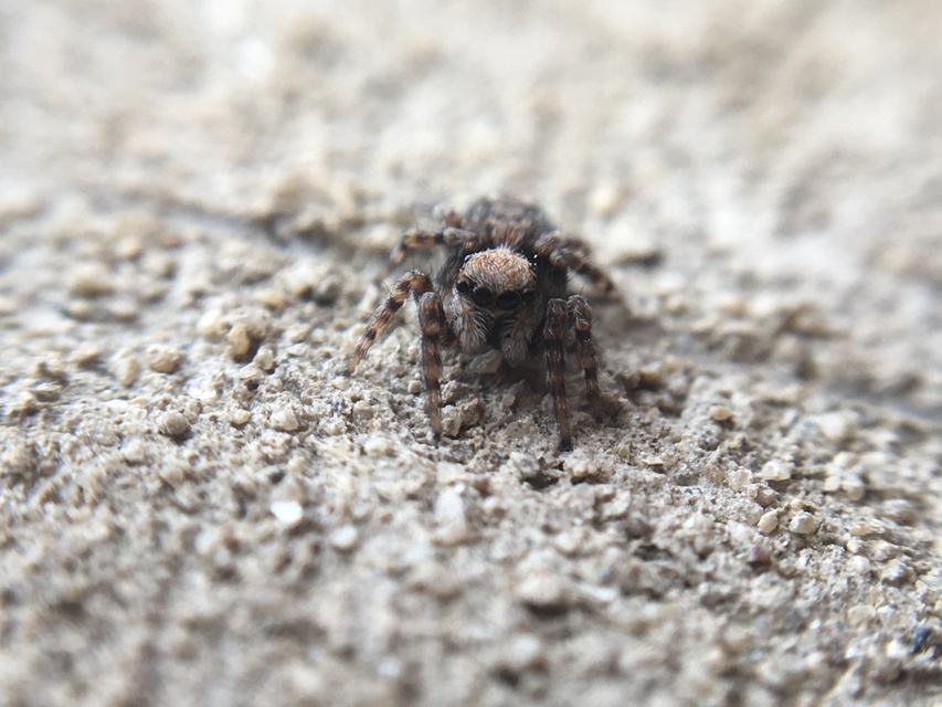Pseudeuophrys
