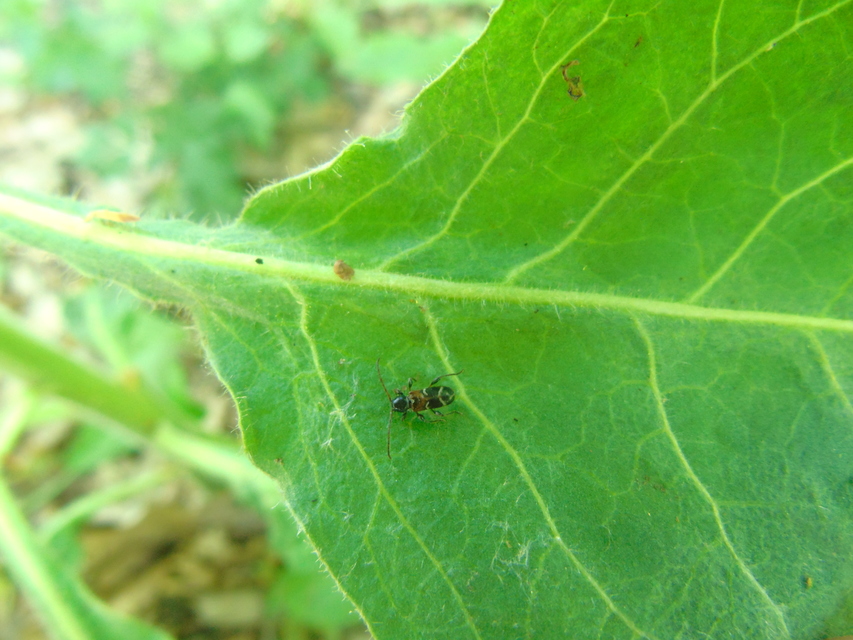 Phymatodes alni - apró háncscincér Phymatodes alni - apró háncscincér